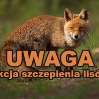 lis i na jego tle pomarańczowy napis