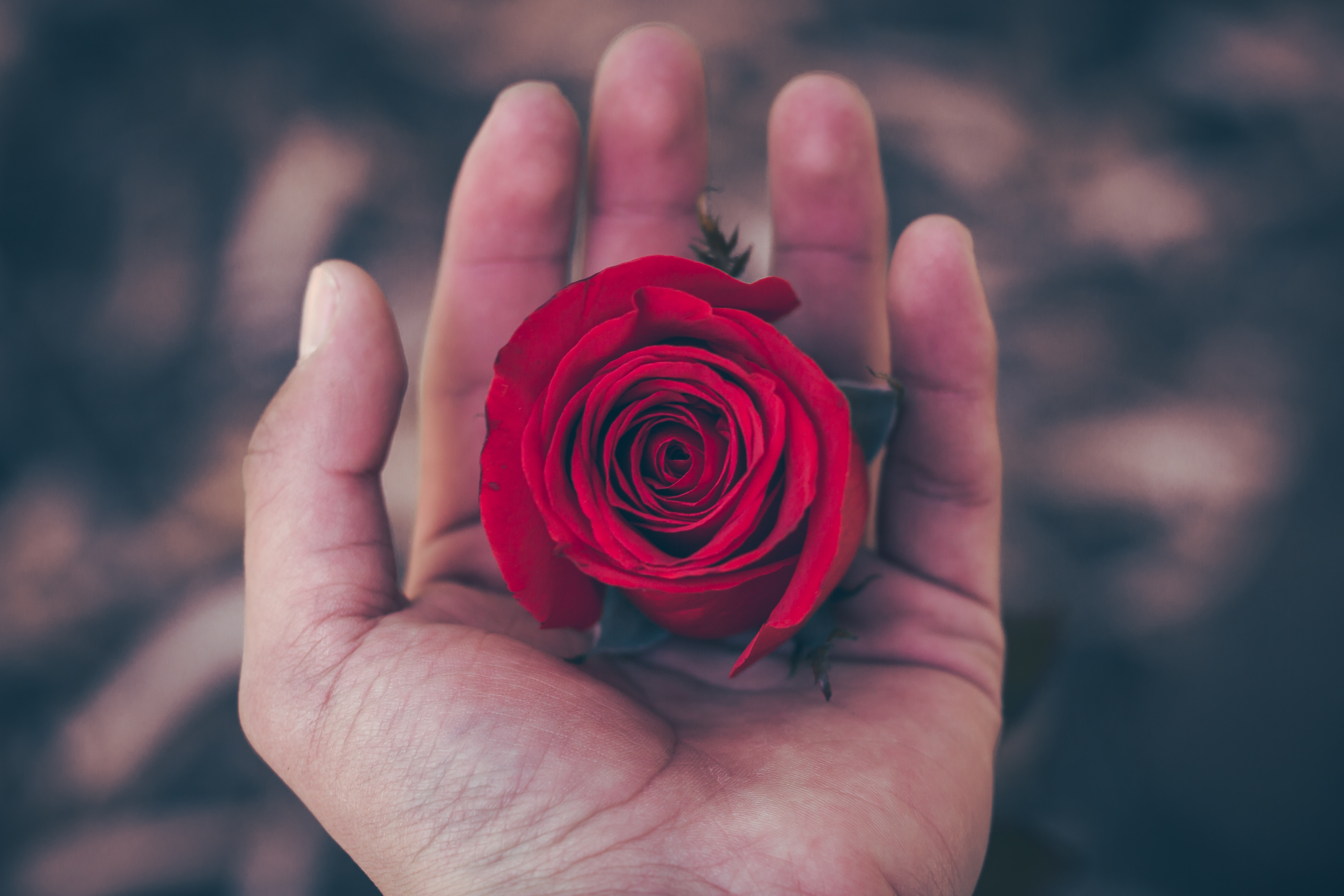 zdjęcie pzedstawiajace rózę trzymaną na dłoni