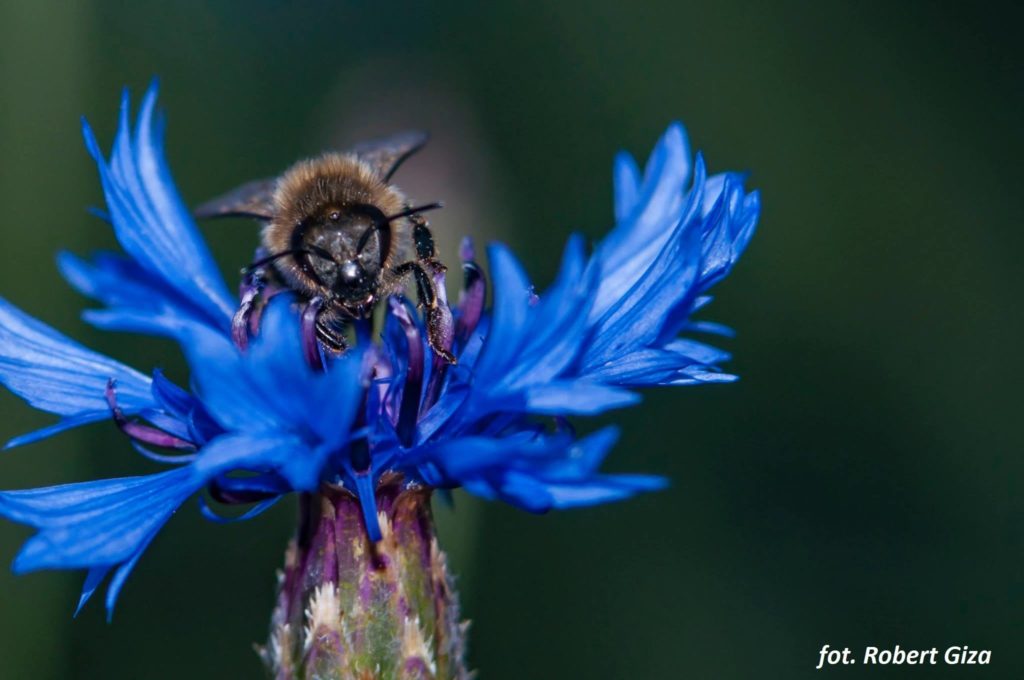 pszczoła - fot. Robert Giza