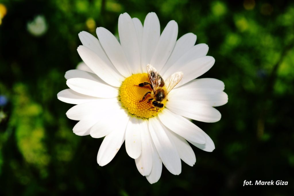pszczoła na stokrotce - fot. Marek Giza