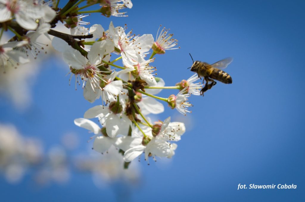 pszczoła na kwiatach drzewa - fot. Sławomir Cabała