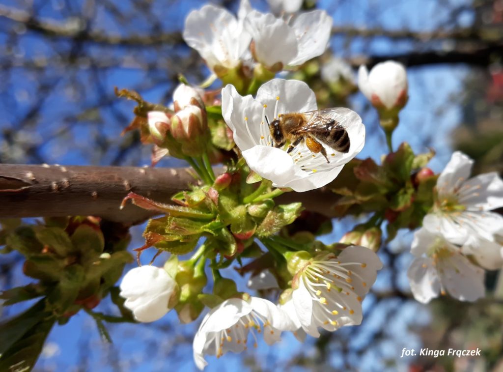 pszczoła na kwiatach drzewa - fot. Kinga Frączek