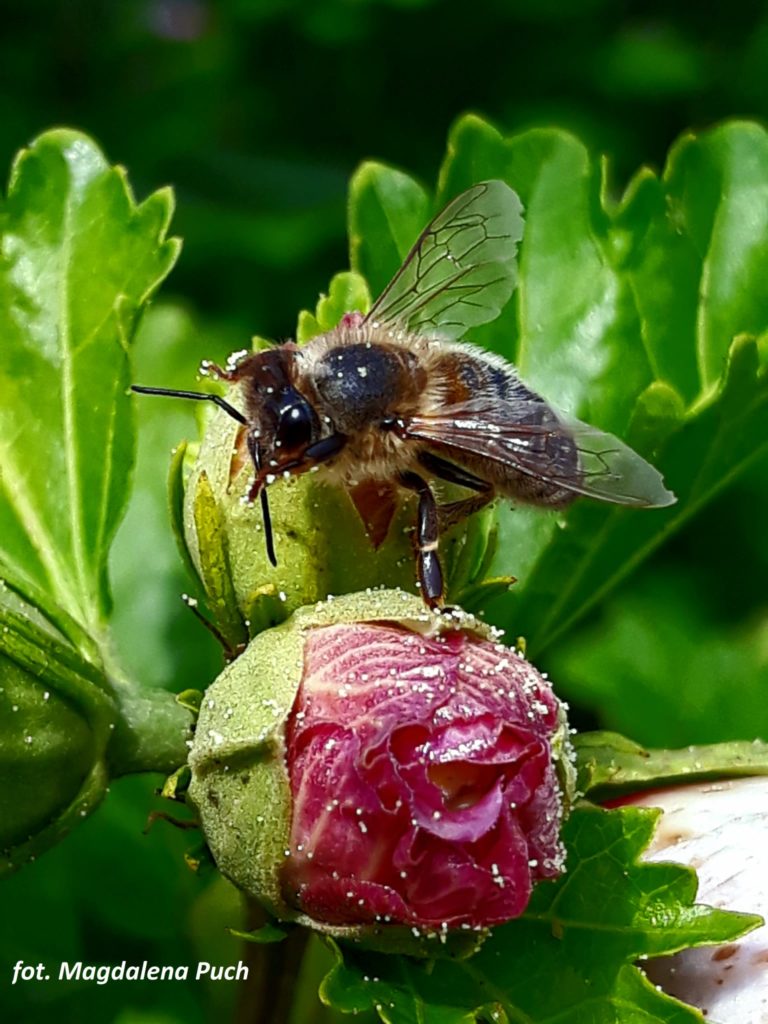 pszczoła - fot. Magdalena Puch
