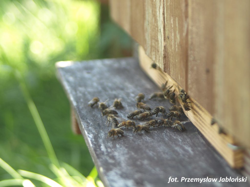 pszczoły wchodzące z ulu - fot. Przemysław Jabłoński