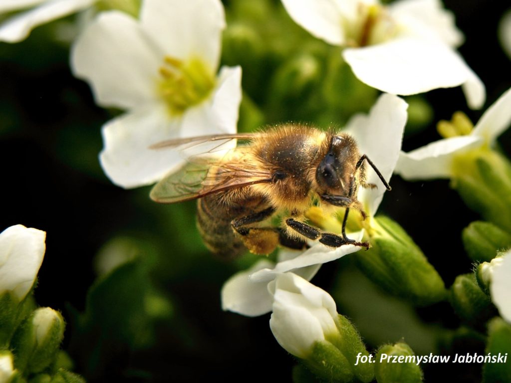 pszczoła - fot. Przemysław Jabłoński