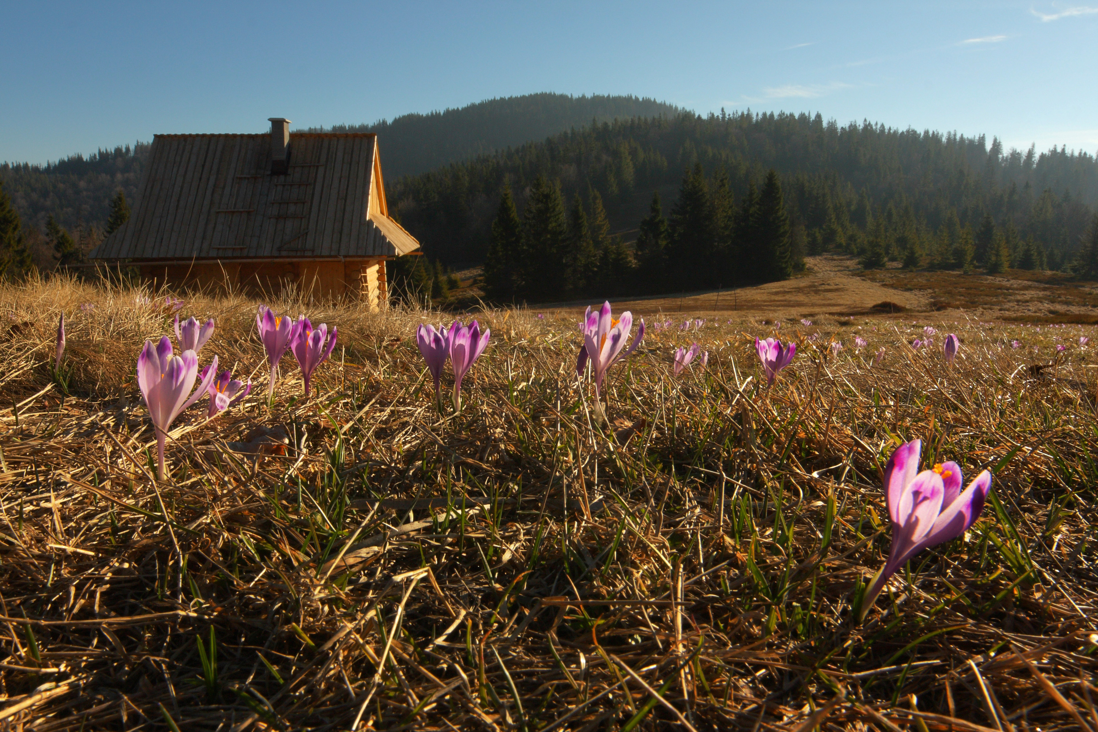 Gorczańska polana z kwitnacymi krokusami, w tle drewniana chatka